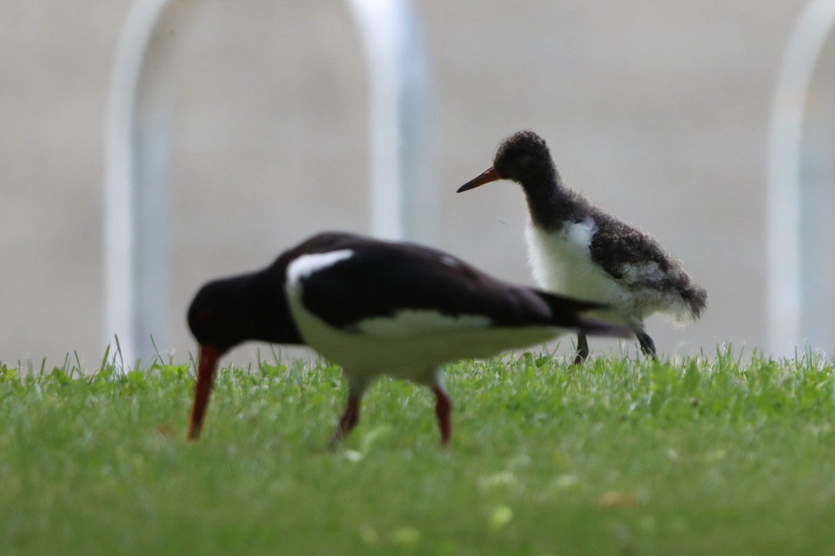 Eurasian Oystercatcher - ML636529237