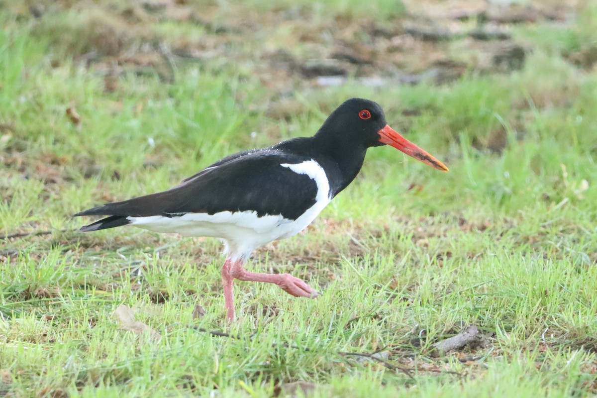Eurasian Oystercatcher - ML636529238