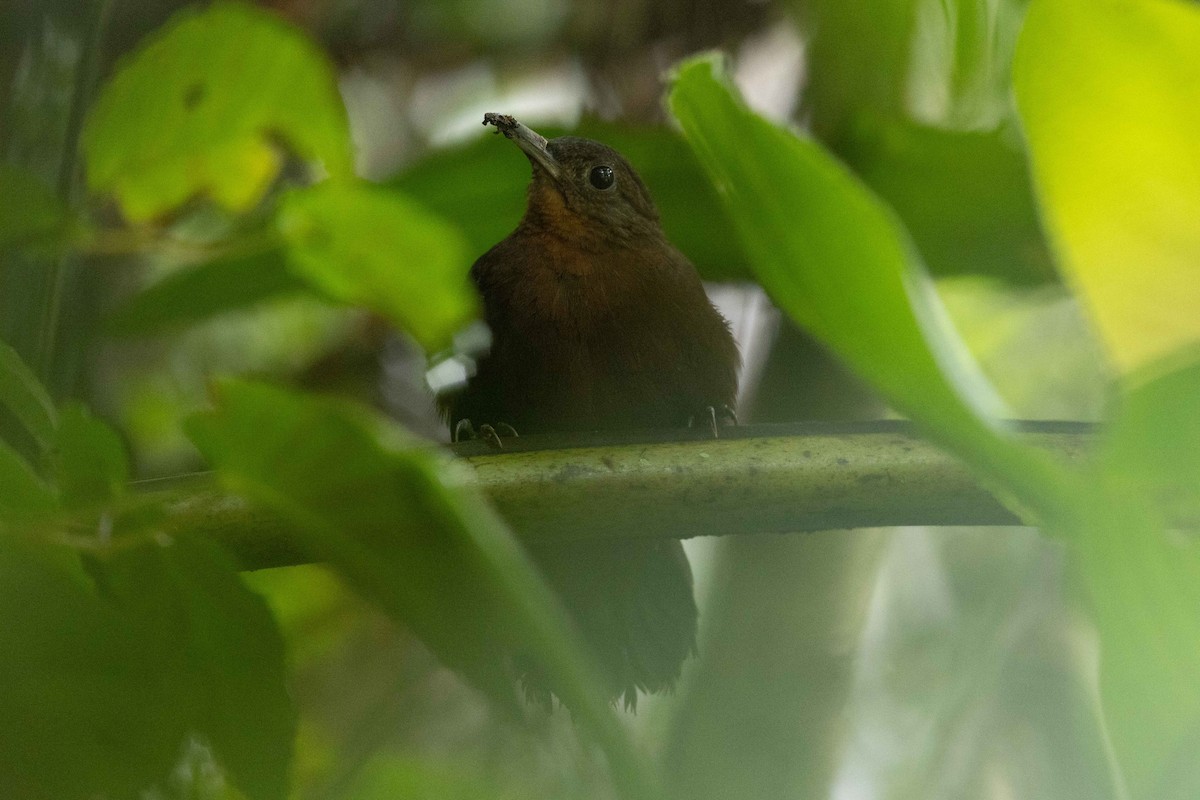 Middle American Leaftosser - ML636529275