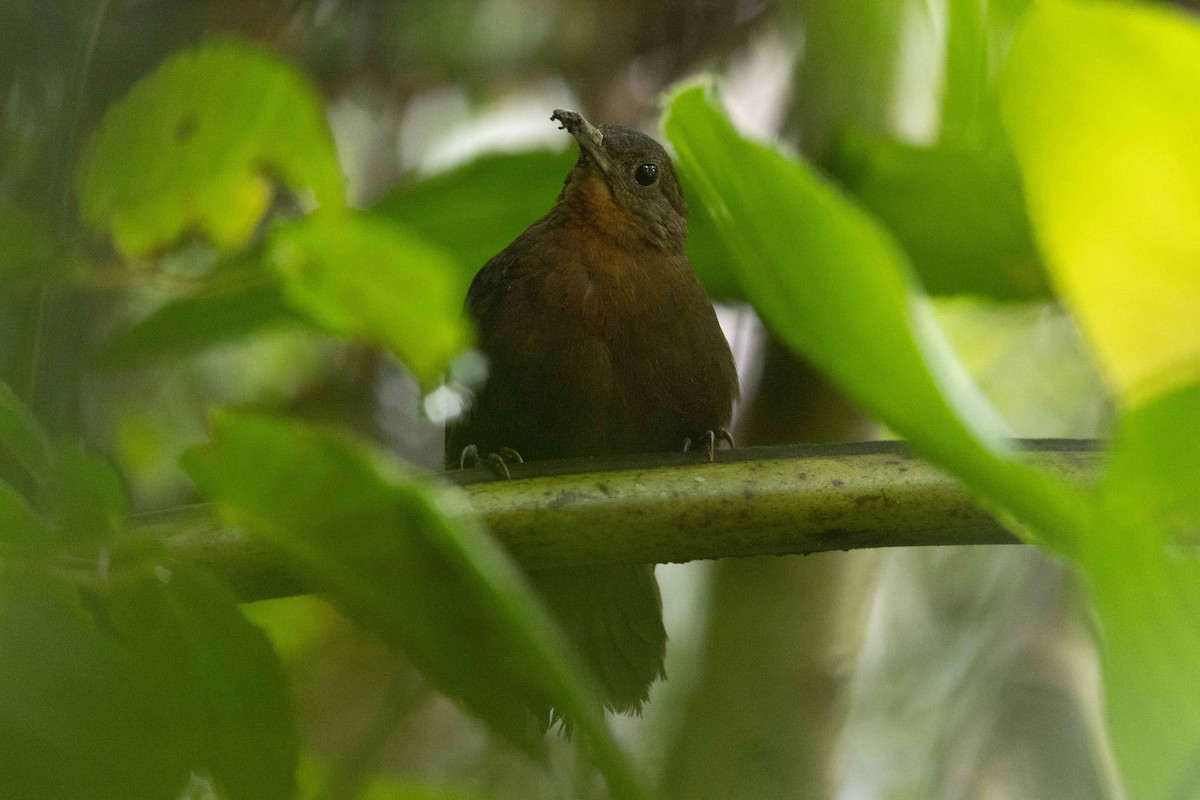 Middle American Leaftosser - ML636529276