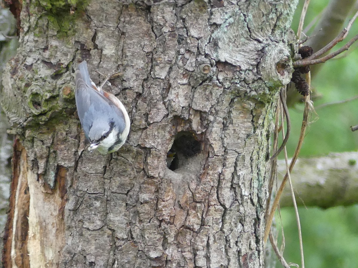 Eurasian Nuthatch (Western) - ML636529277