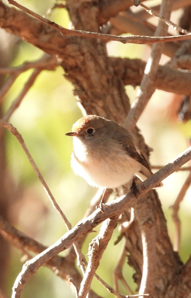 Red-capped Robin - ML636529281
