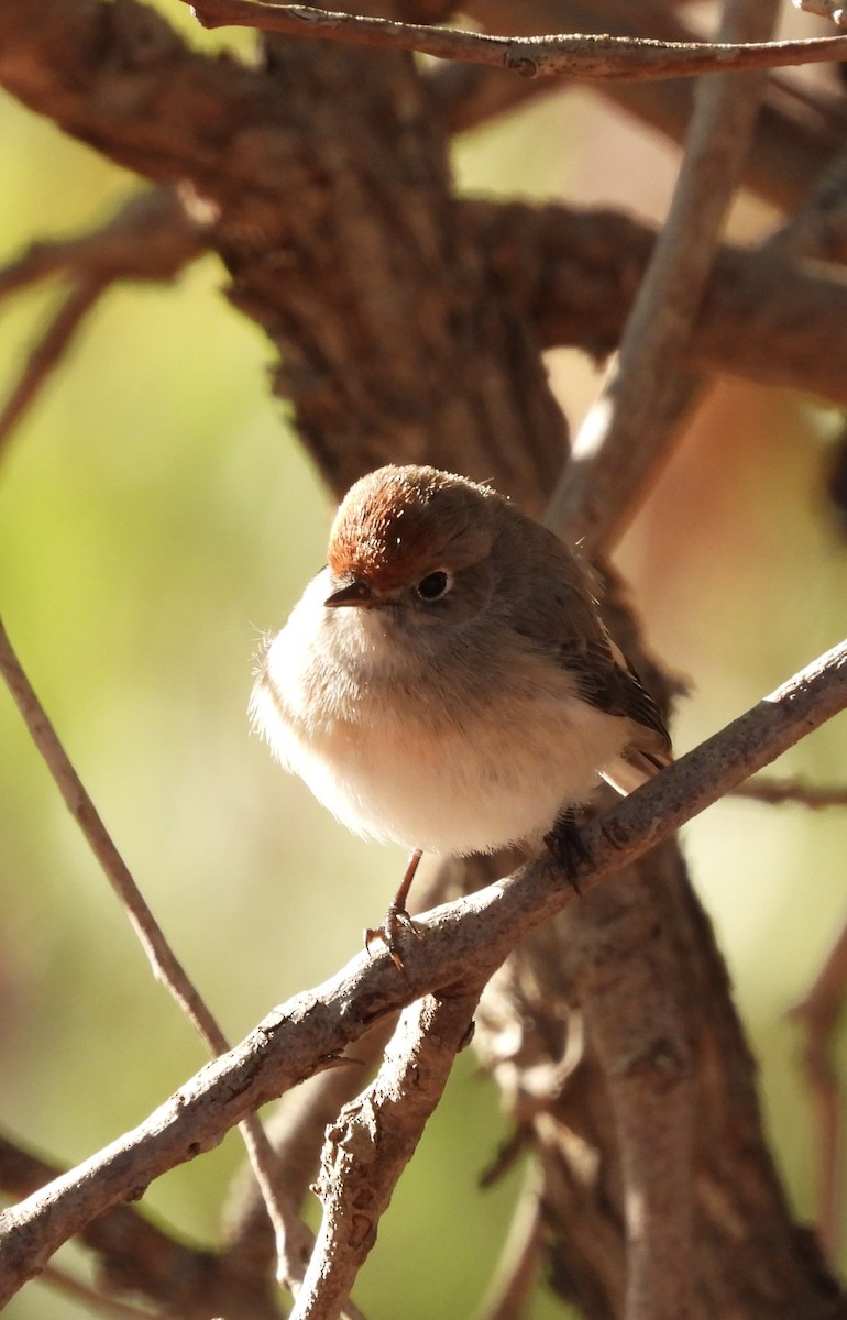 Red-capped Robin - ML636529282