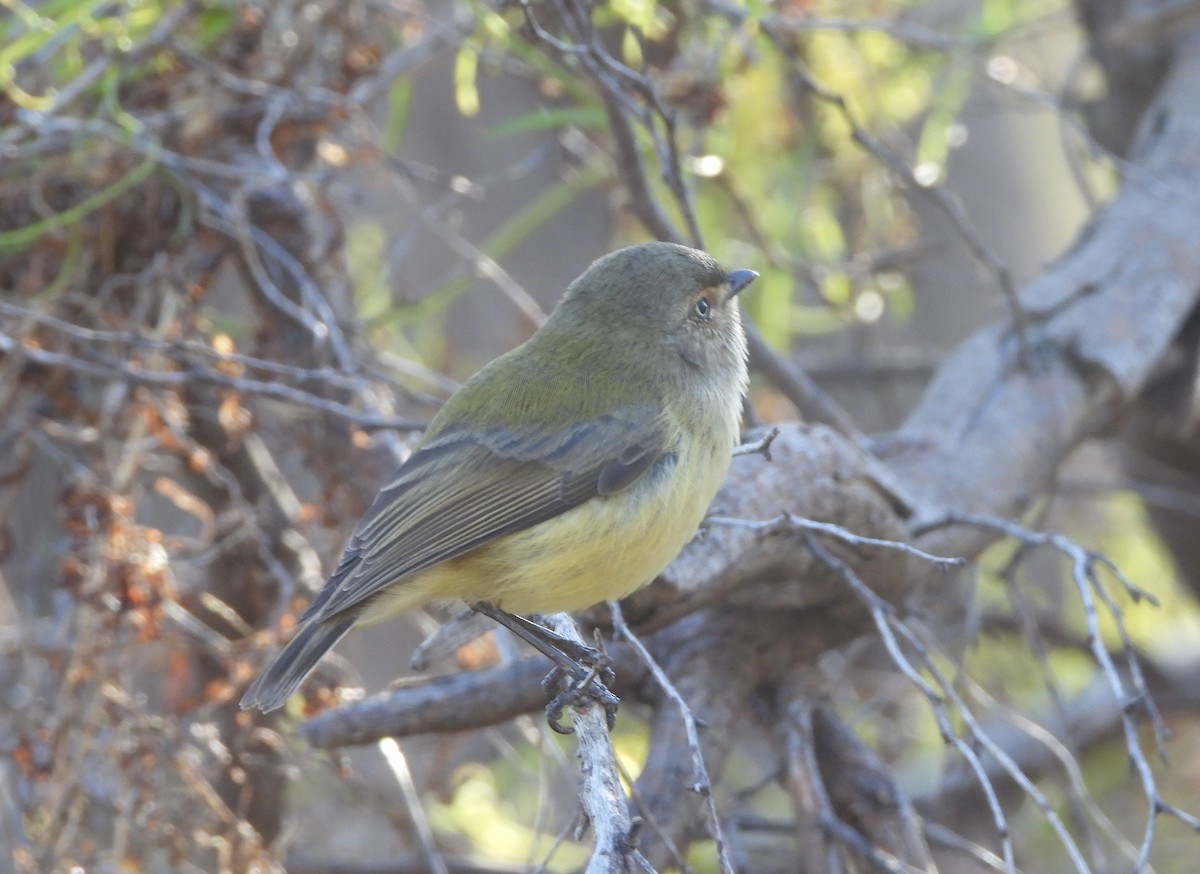 Weebill - ML636529283
