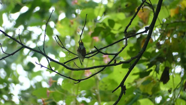 Amazilia Hummingbird - ML636529305