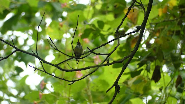 Amazilia Hummingbird - ML636529307