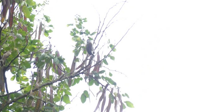 Ecuadorian Piculet - ML636529311