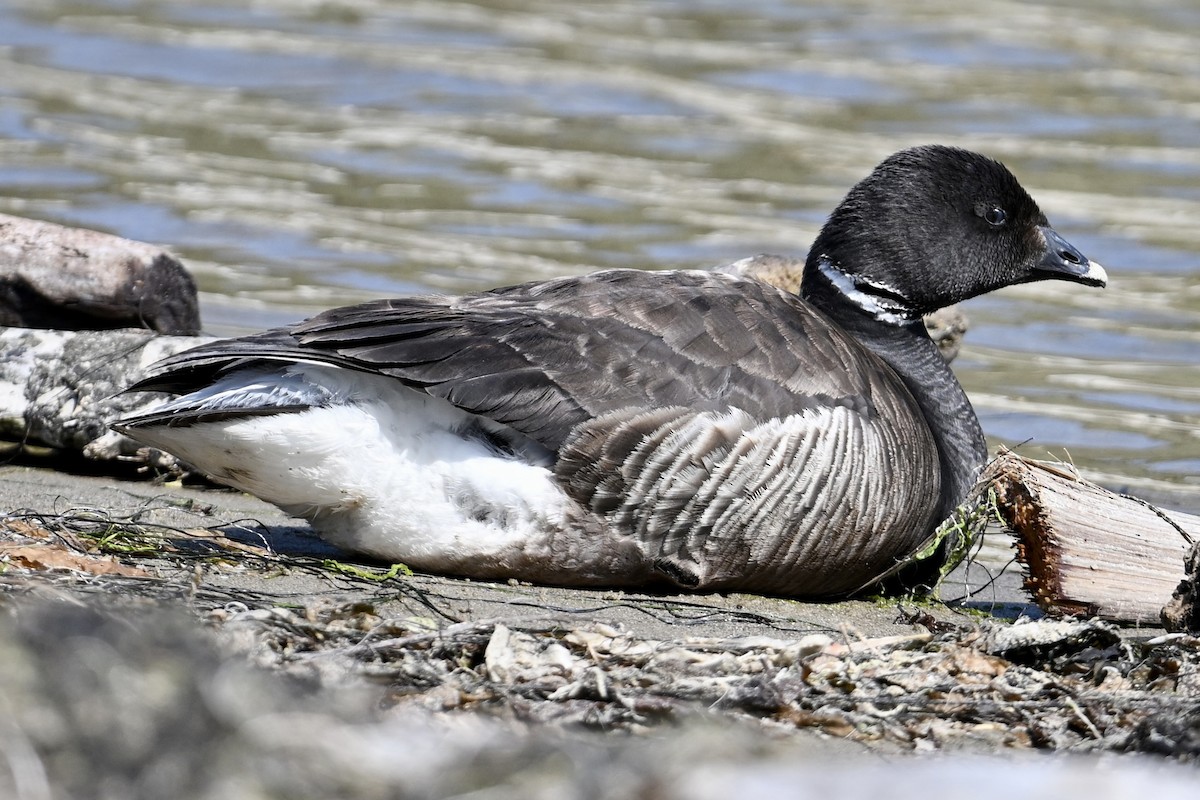 Brant - ML636529336