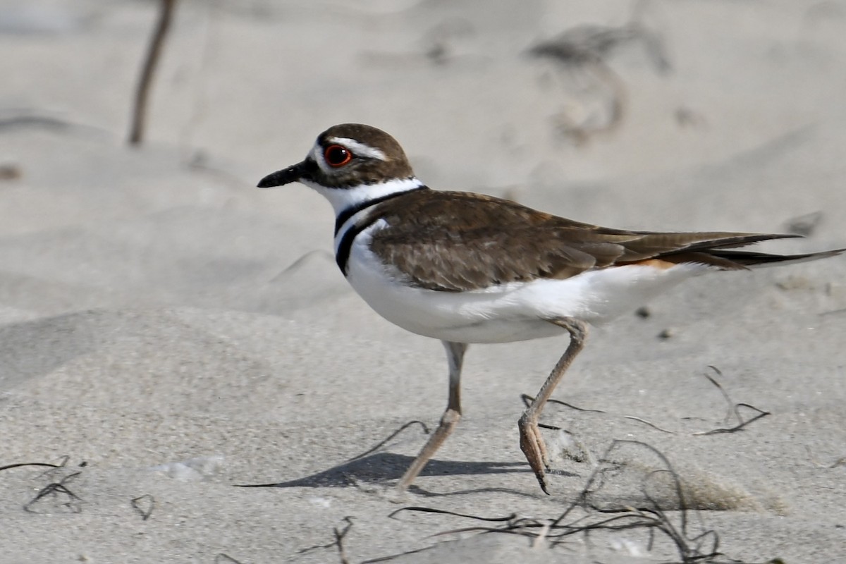 Killdeer - ML636529350