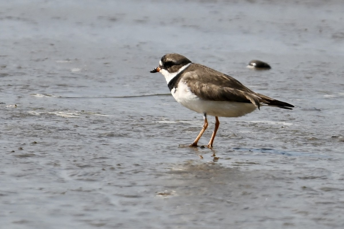 Semipalmated Plover - ML636529359