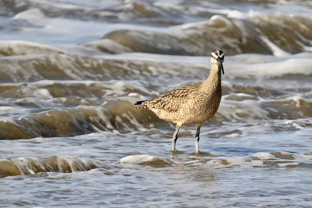 Whimbrel - ML636529374