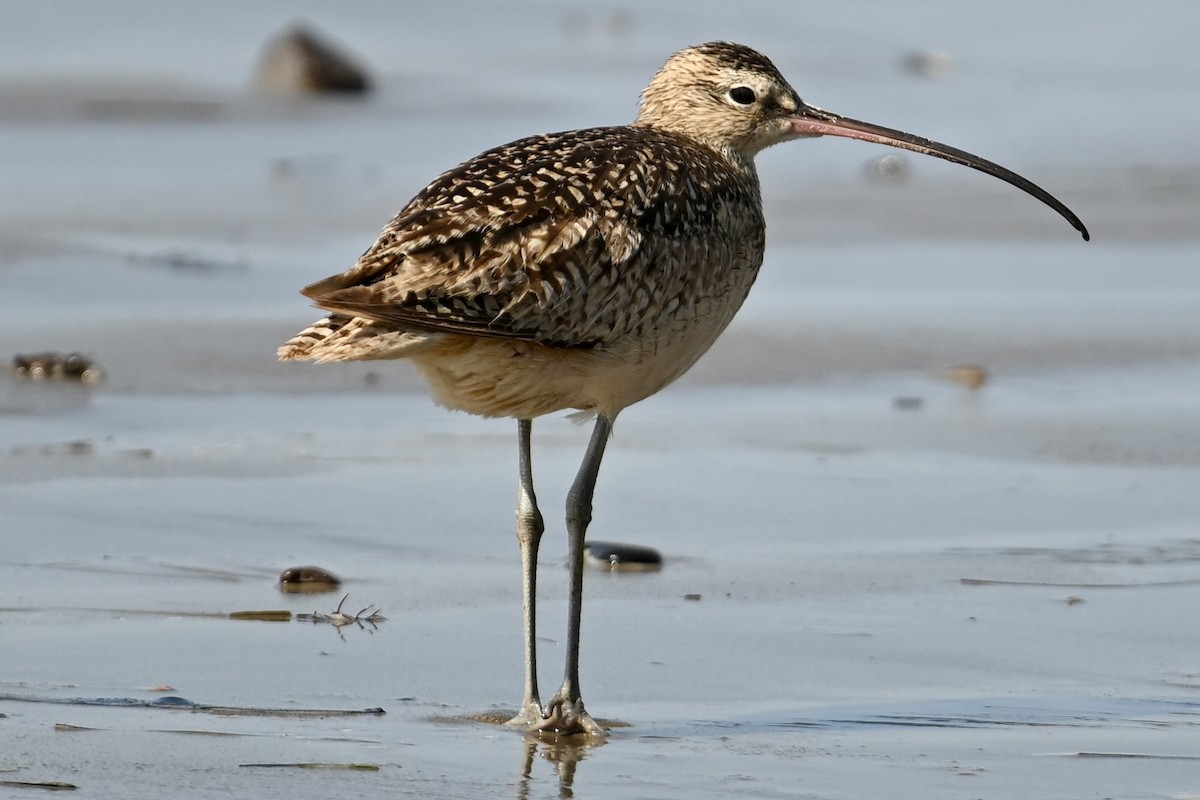 Long-billed Curlew - ML636529380