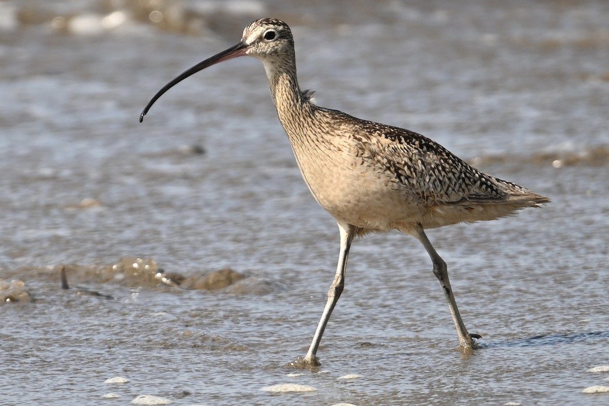 Long-billed Curlew - ML636529382