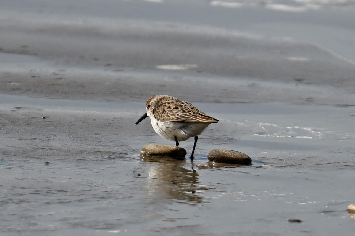 Western Sandpiper - ML636529405