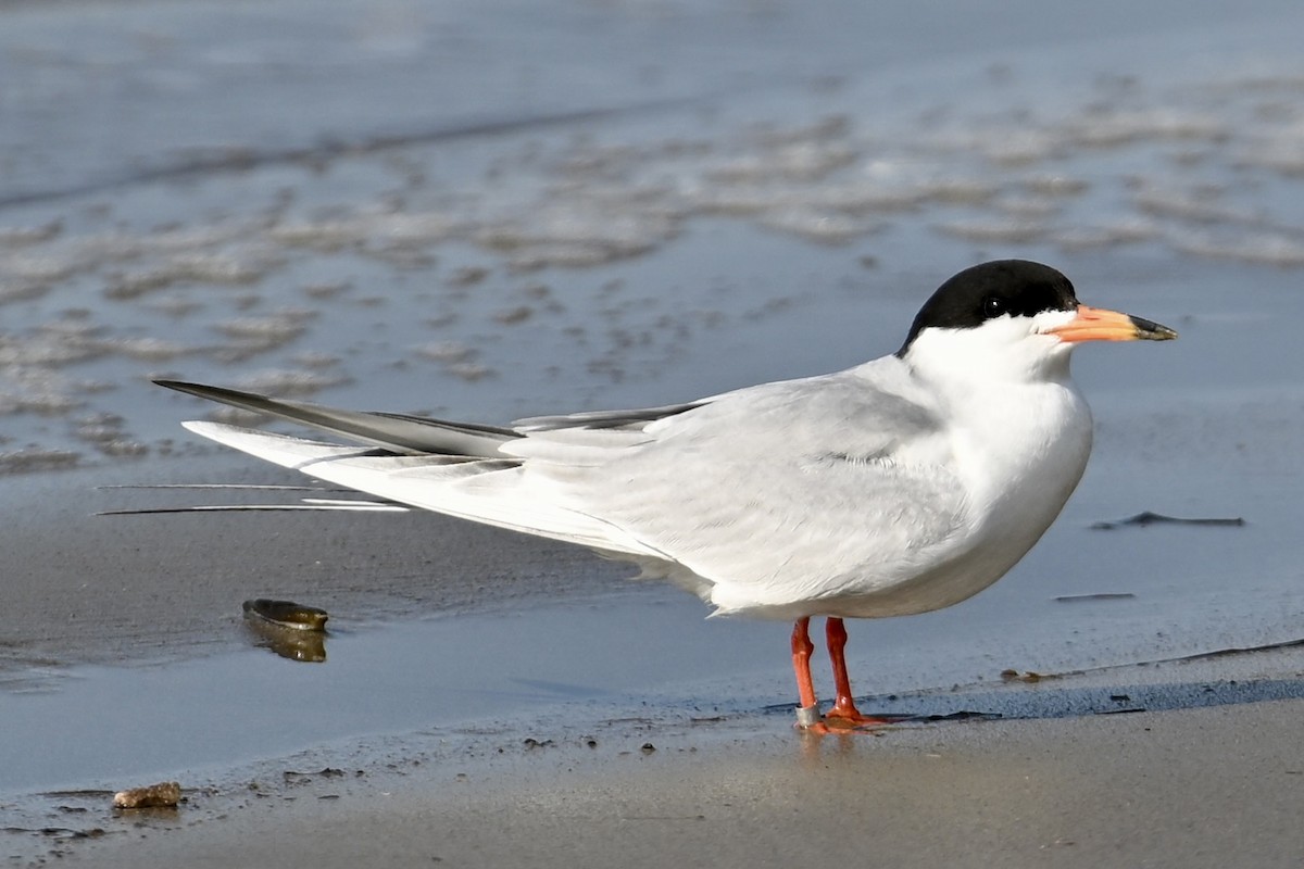 Forster's Tern - ML636529410