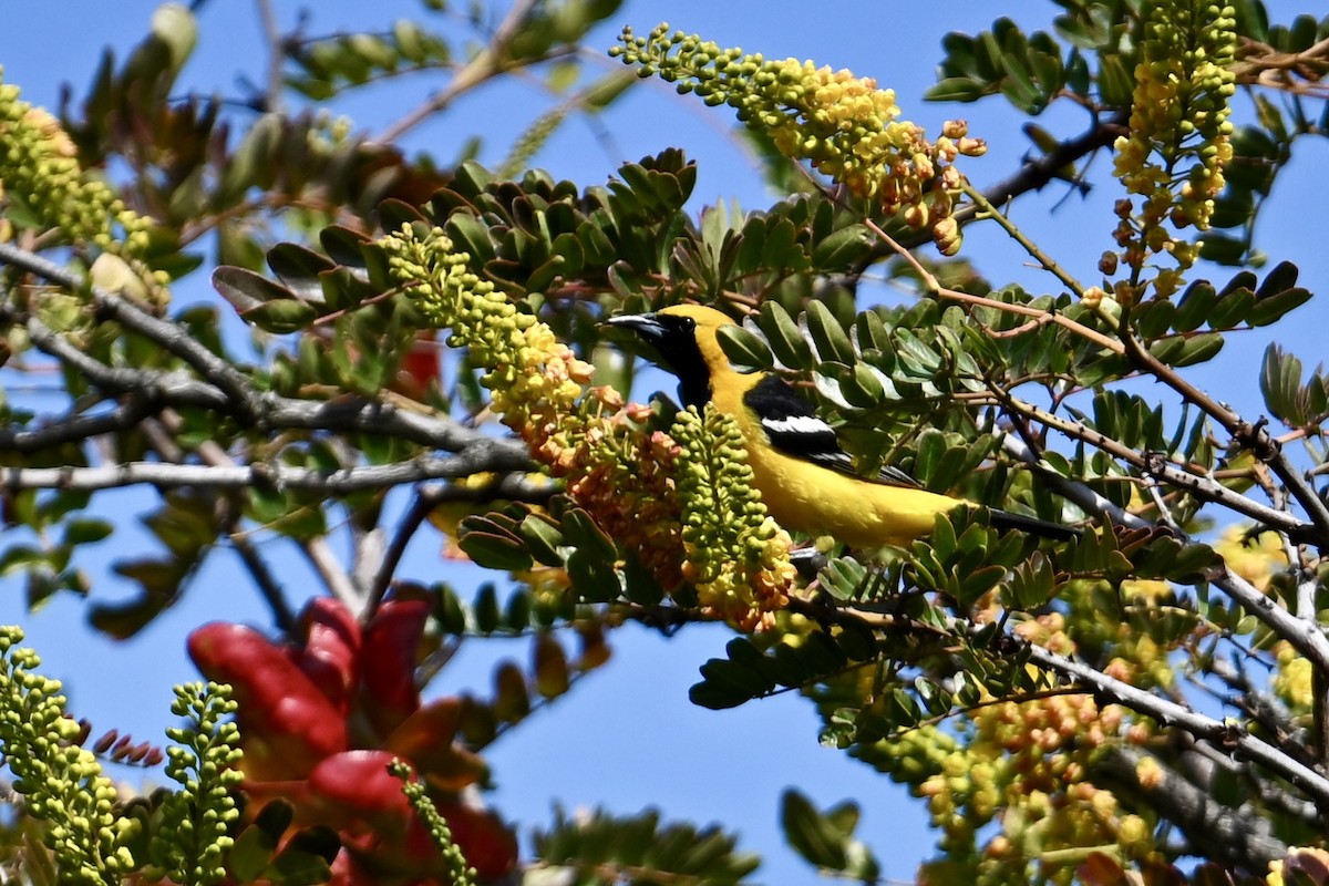 Hooded Oriole - ML636529434