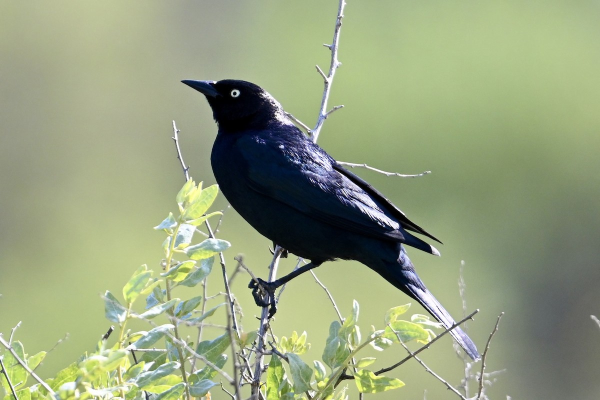 Brewer's Blackbird - ML636529438