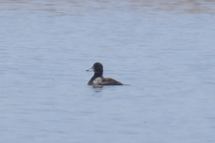Ruddy Duck - ML636529603