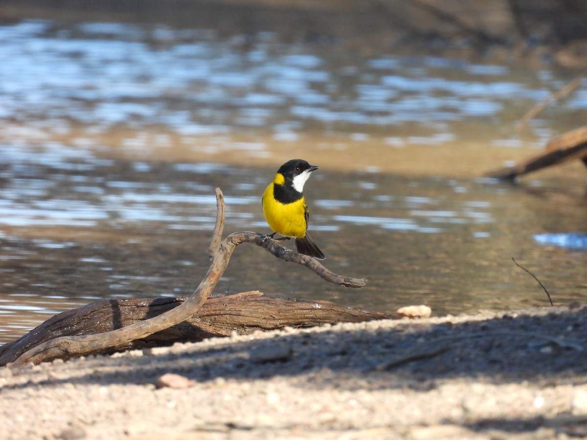 Golden Whistler (Western) - ML636529652