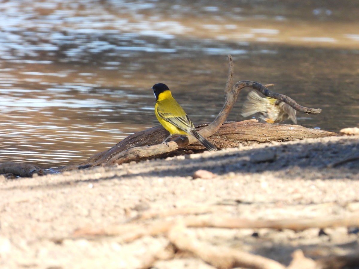 Golden Whistler (Western) - ML636529659