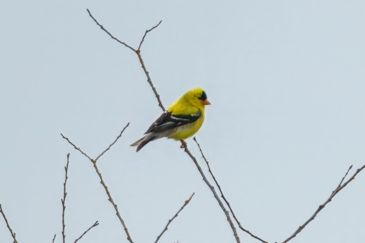 gulstillits - ML636529785