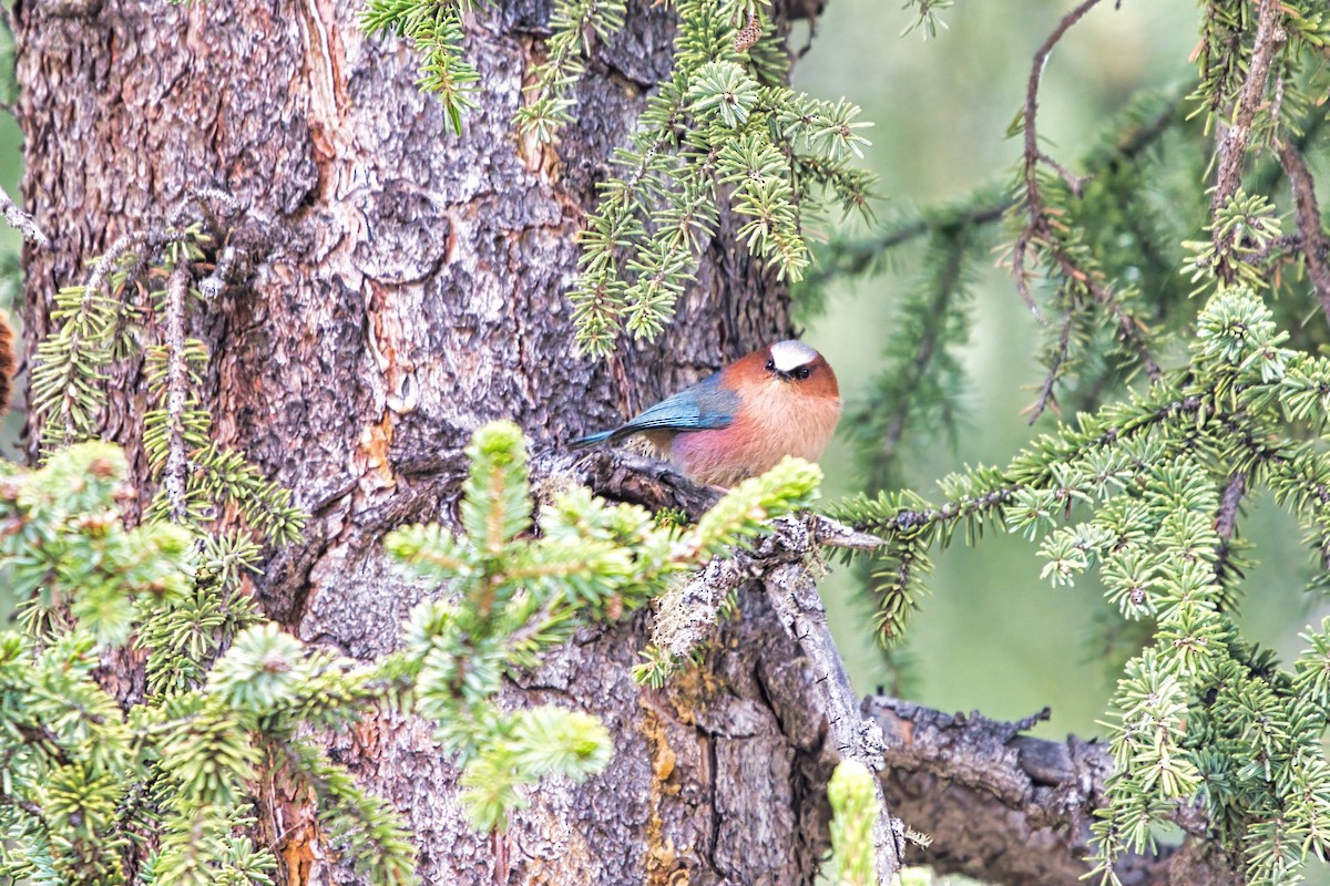 Crested Tit-Warbler - ML636529908