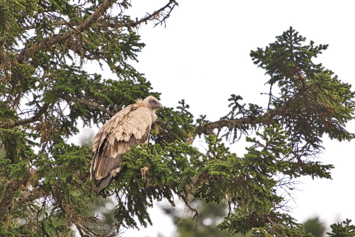 Himalayan Griffon - ML636529991