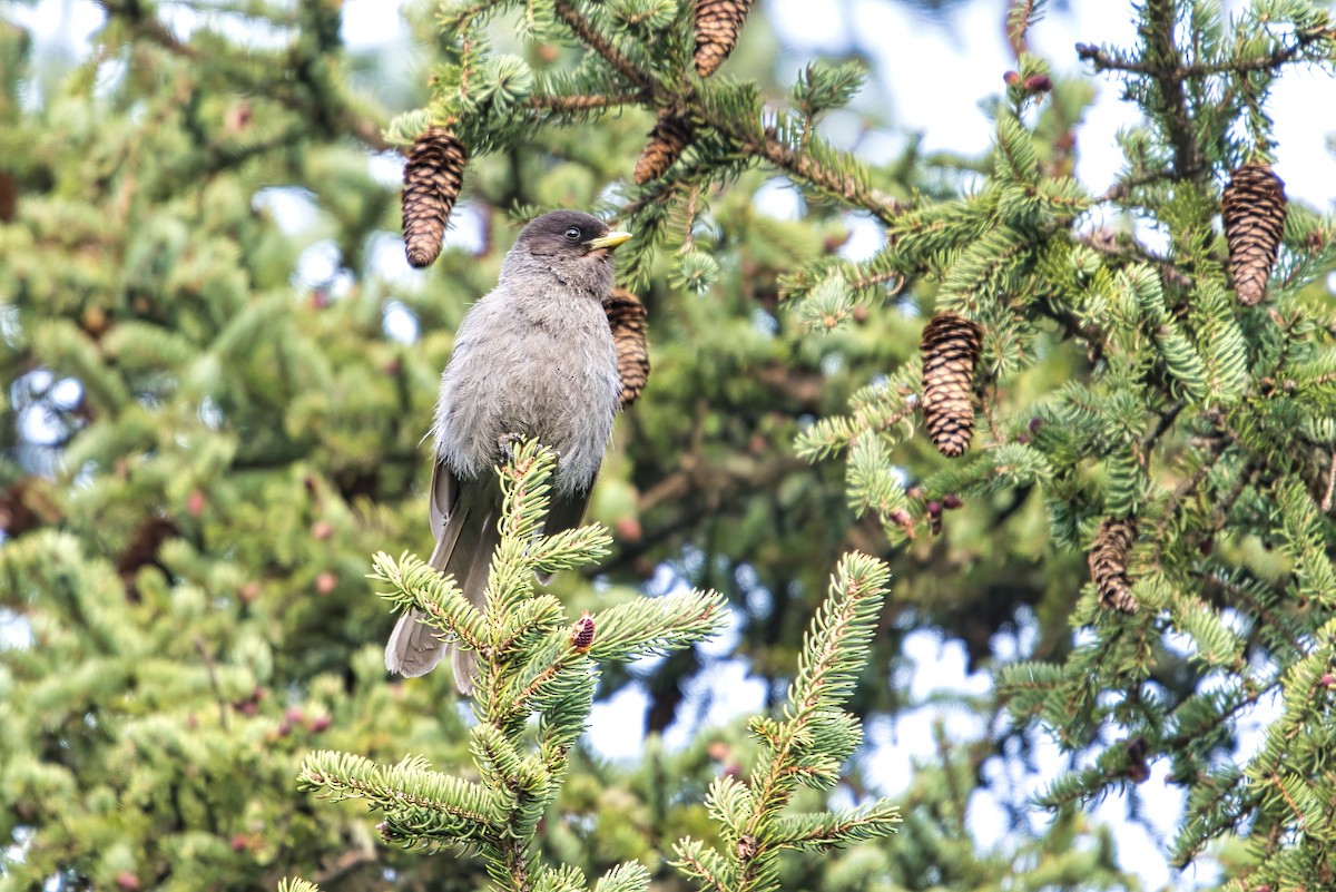 Sichuan Jay - ML636530014