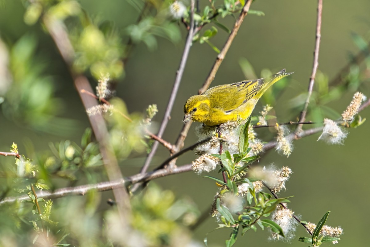 Tibetan Serin - ML636530035