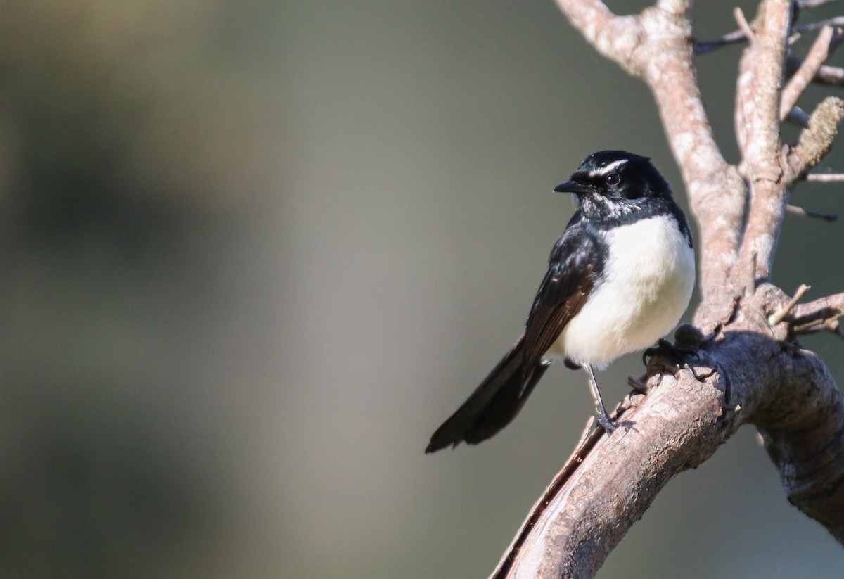 Willie-wagtail - ML636530062