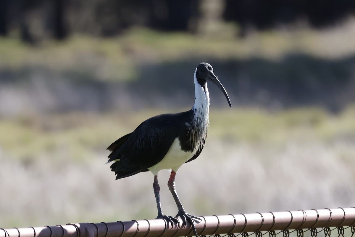 Straw-necked Ibis - ML636530063