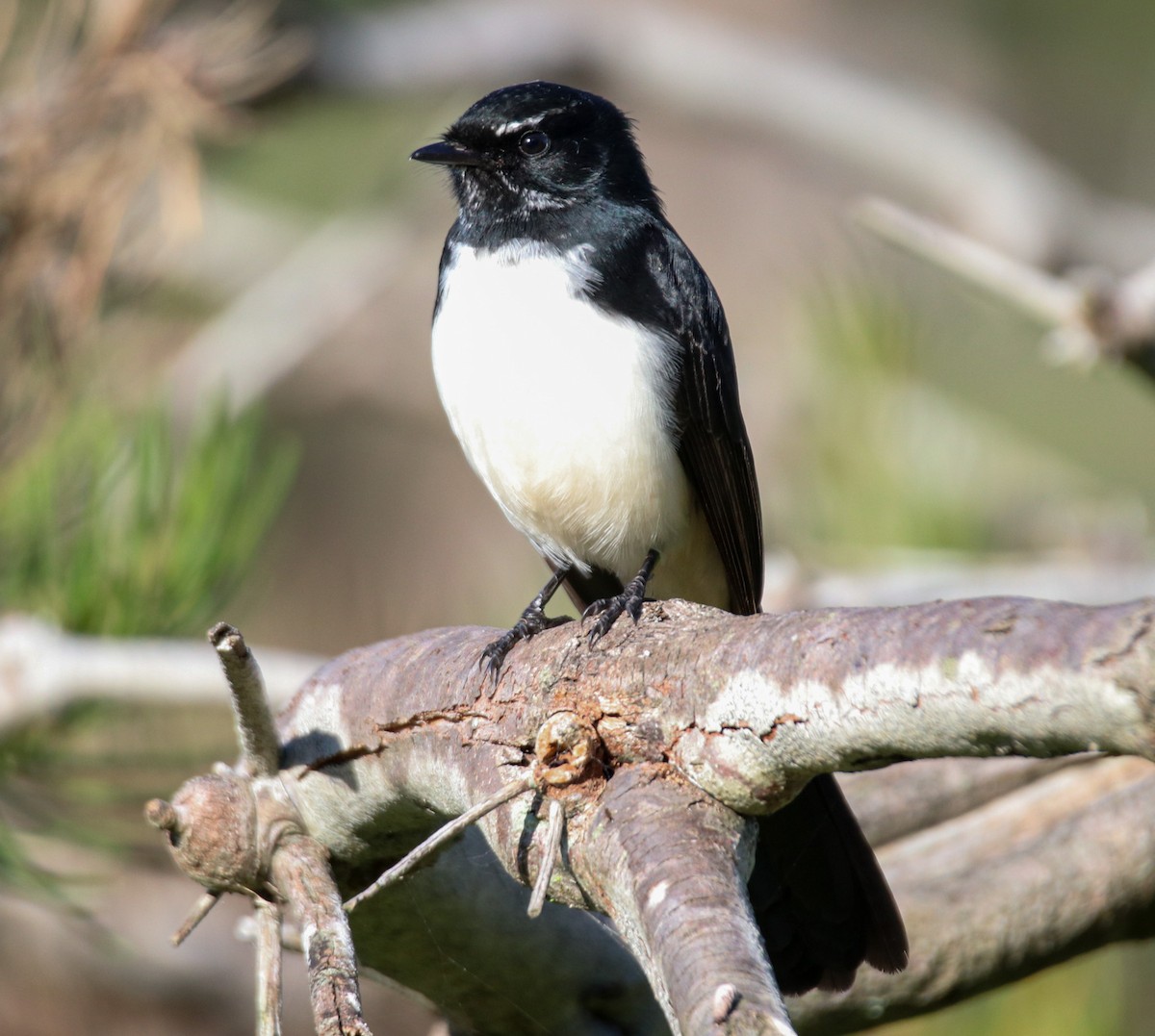Willie-wagtail - ML636530064