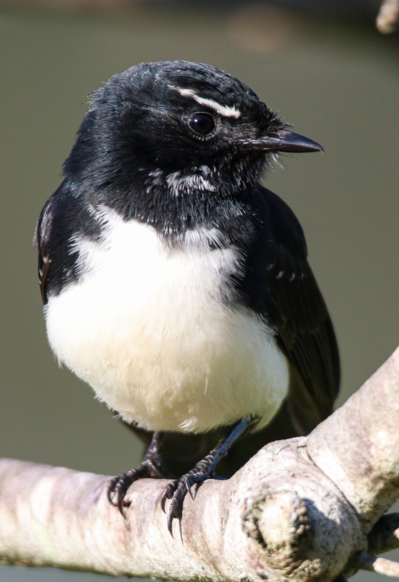 Willie-wagtail - ML636530065