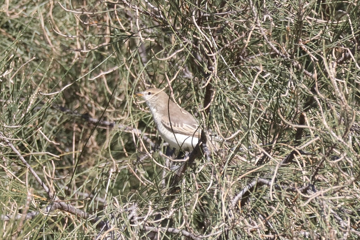 White-winged Triller - ML636530067