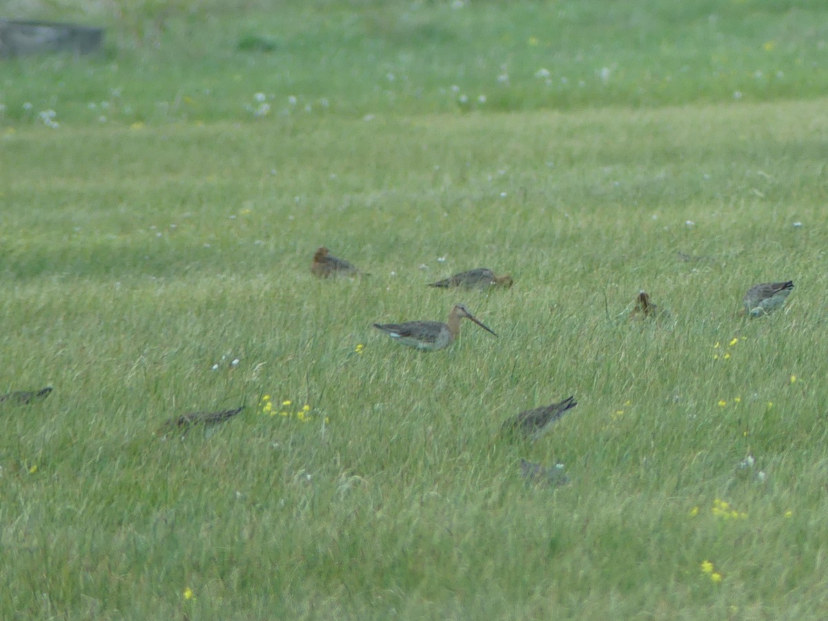 Black-tailed Godwit - ML636530145