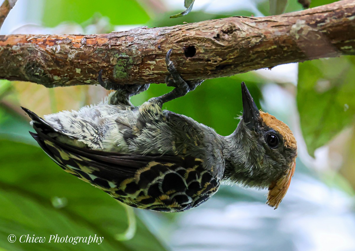 Gray-and-buff Woodpecker - ML636530166