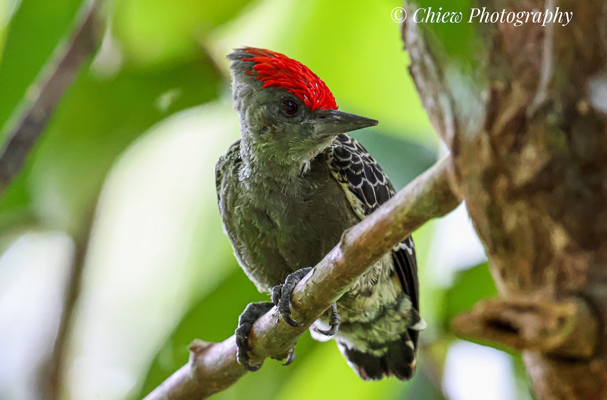 Gray-and-buff Woodpecker - ML636530167