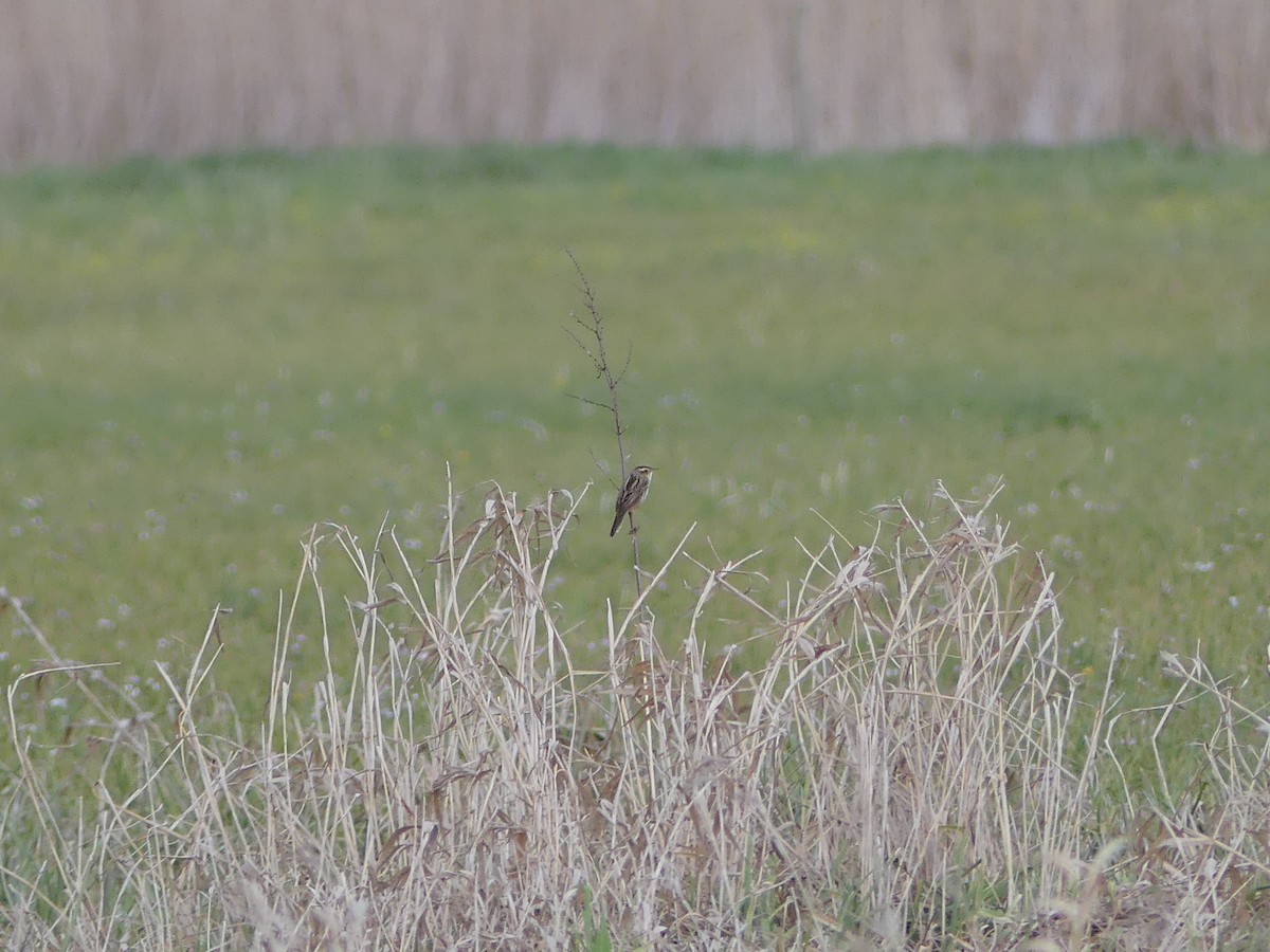 Aquatic Warbler - ML636530169