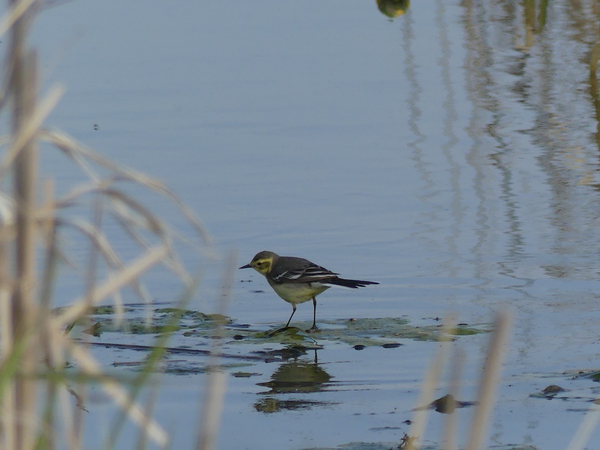 Citrine Wagtail - ML636530181