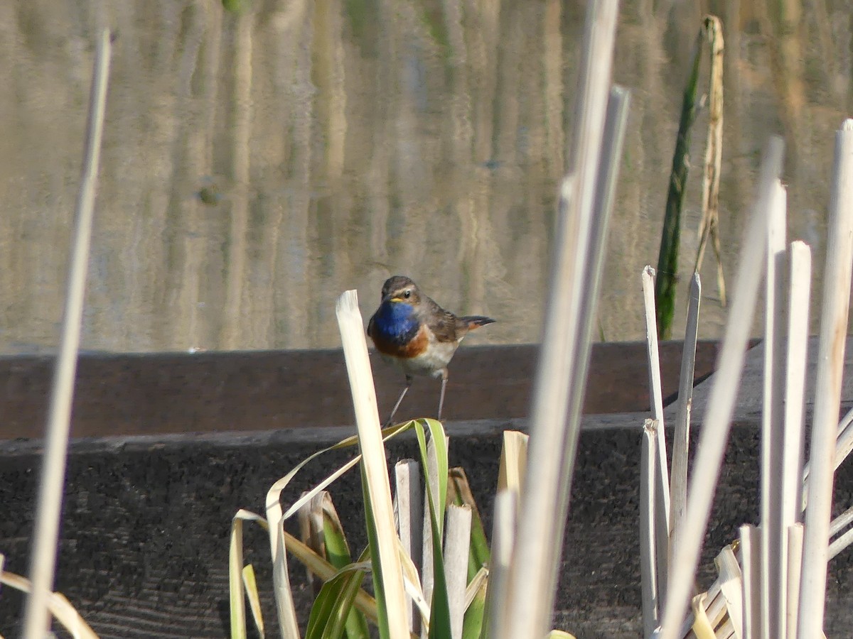 Bluethroat - ML636530187