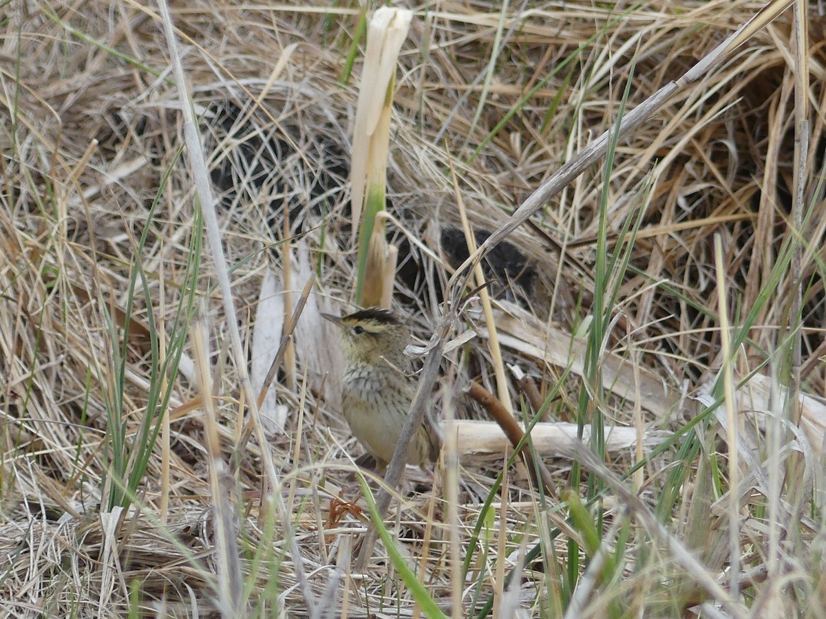 Aquatic Warbler - ML636530203