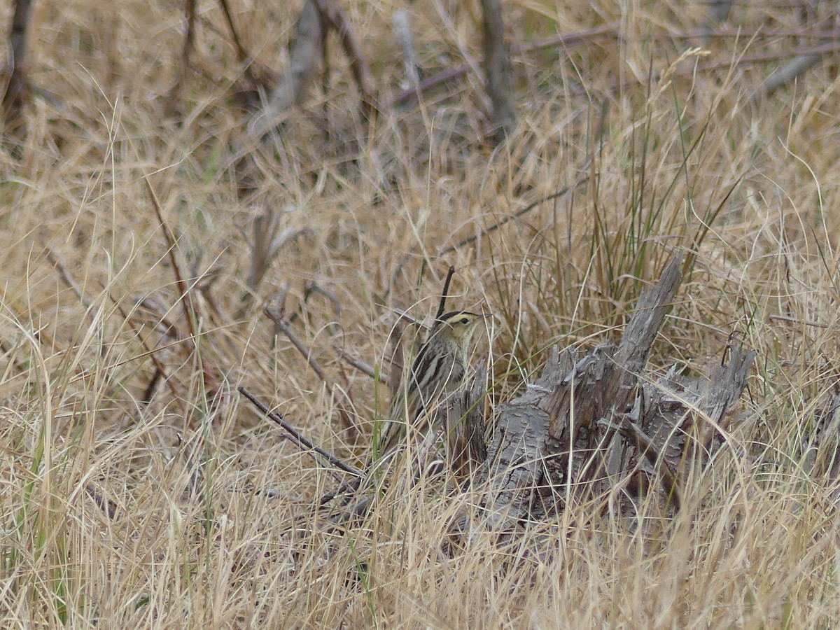 Aquatic Warbler - ML636530204