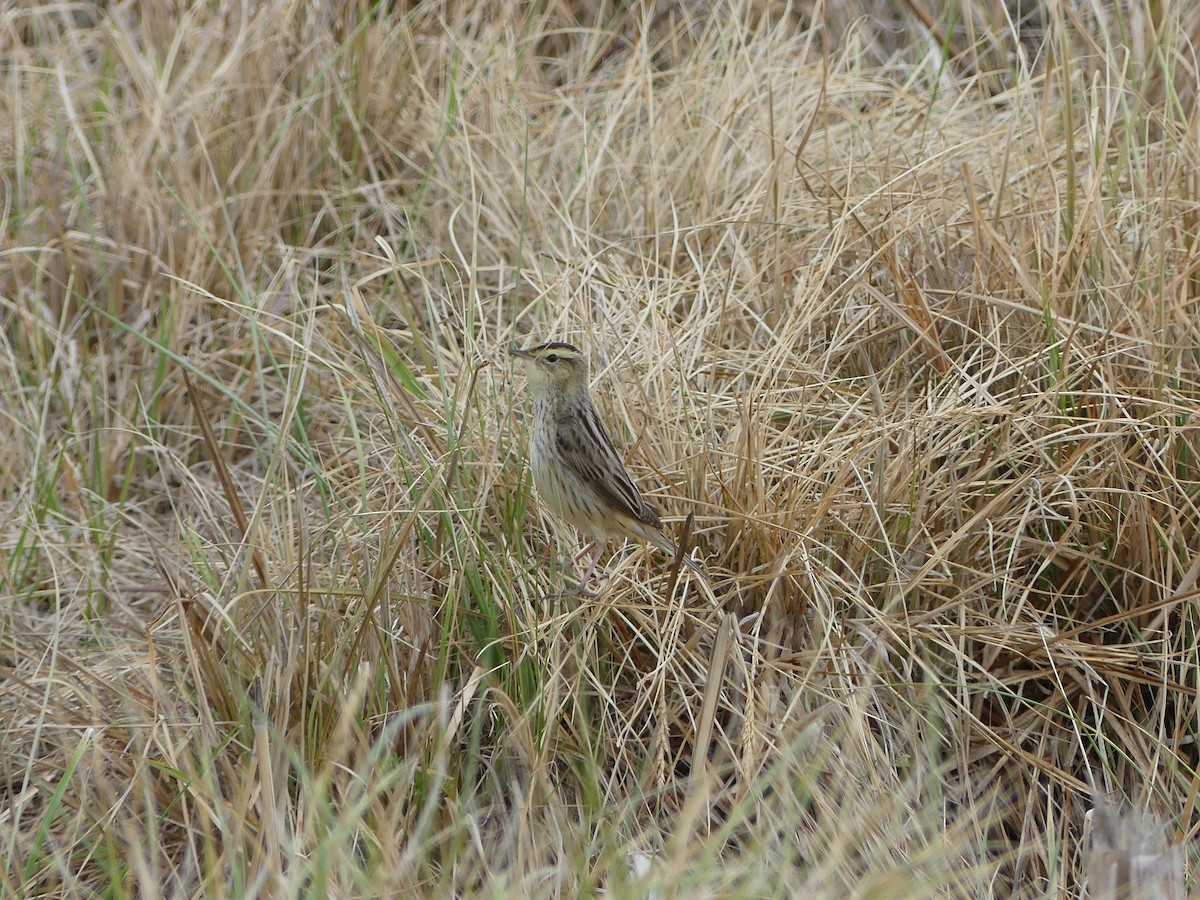 Aquatic Warbler - ML636530205
