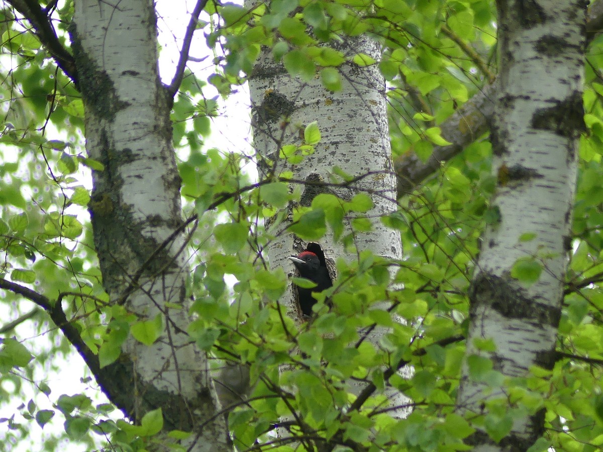 Black Woodpecker - ML636530224