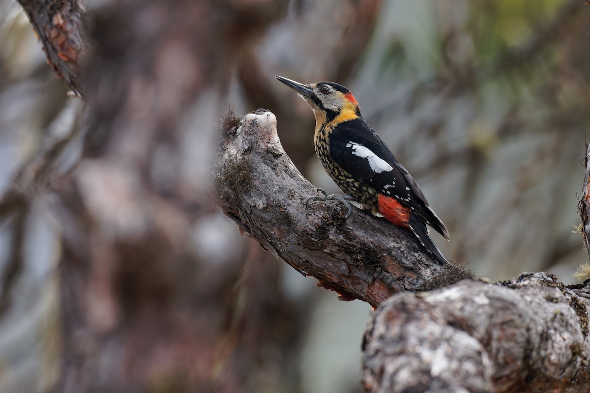 Darjeeling Woodpecker - ML636530256