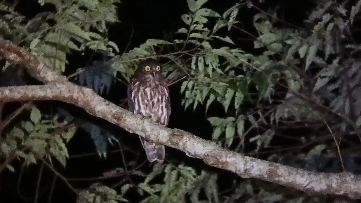 Бор ууль - ML636530300