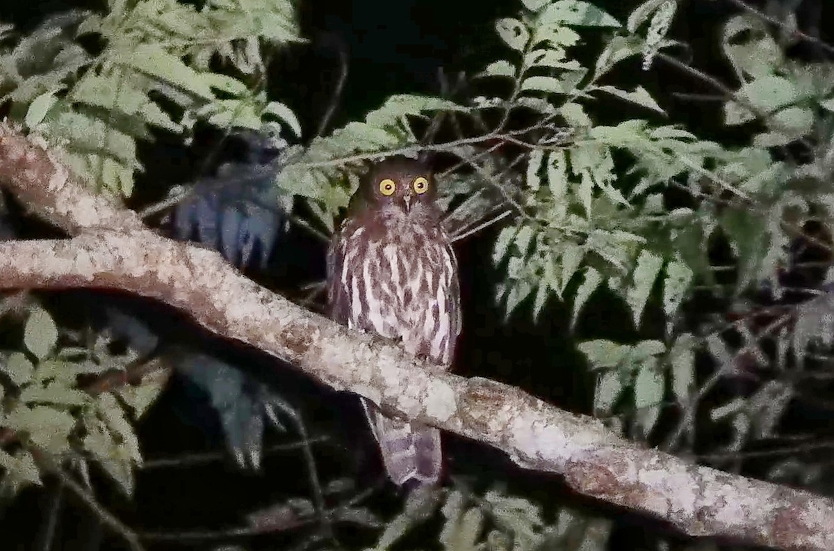 Бор ууль - ML636530315