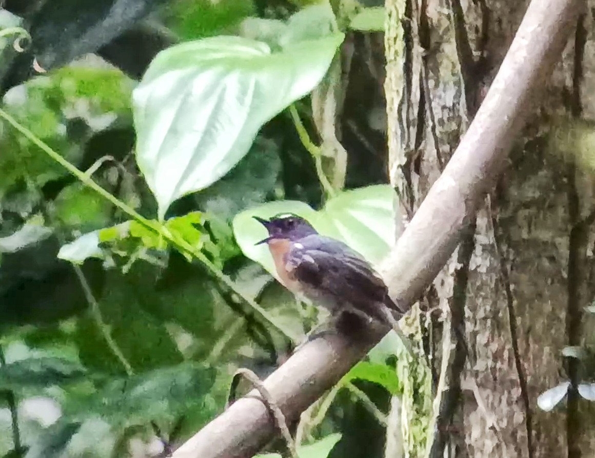 Bundok Flycatcher - ML636530330