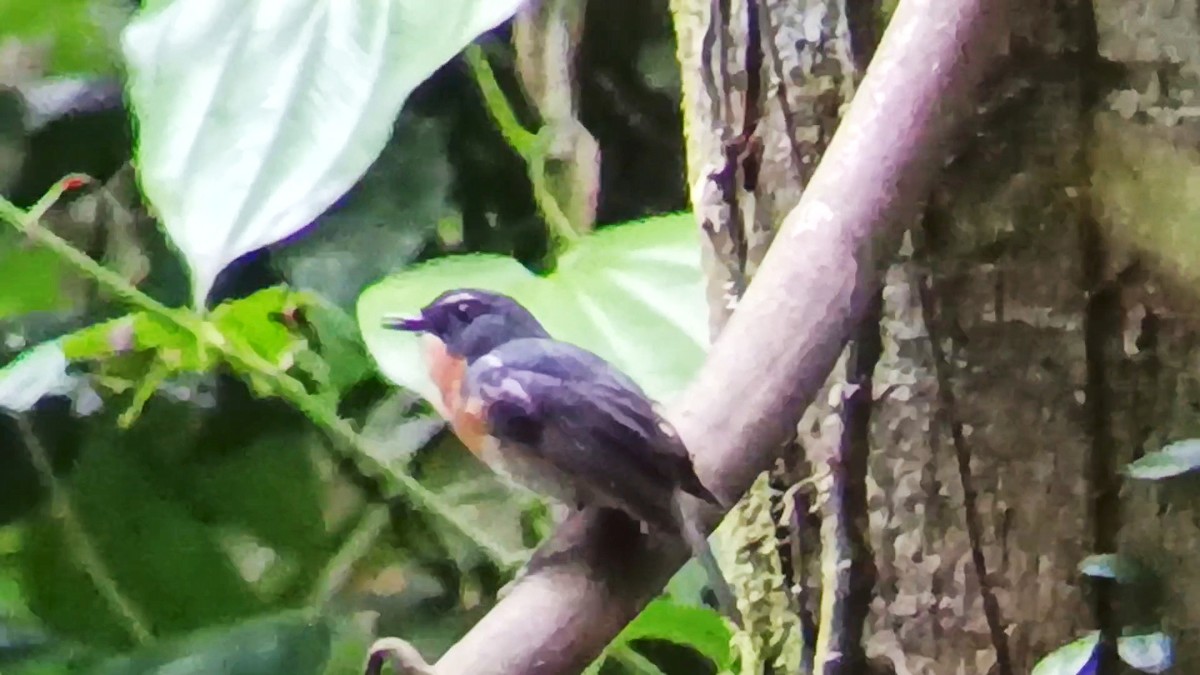 Bundok Flycatcher - ML636530331