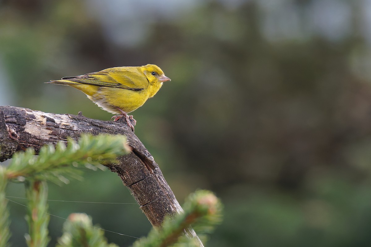 Tibetan Serin - ML636530406